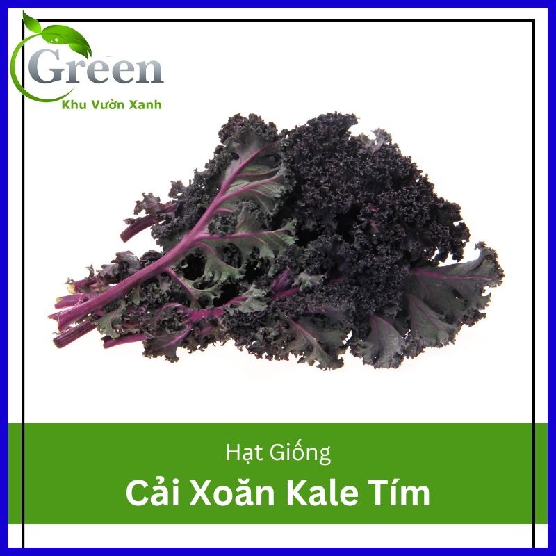 Hạt Giống Cải Xoăn Kale Tím Italy (Kale Đỏ) Dễ Trồng, Năng Suất Cao, Thu Hoạch Bền Lâu