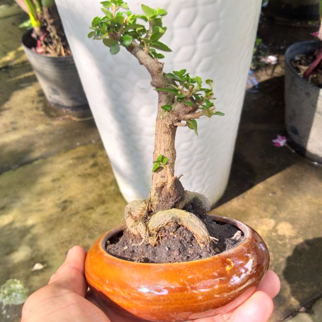 [HCM]Cây Sam hương mini để bàn Có chậu