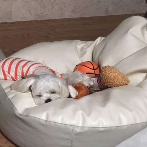 NIỆM NGỦ CHO THÚ CƯNG - Bean bags M & L