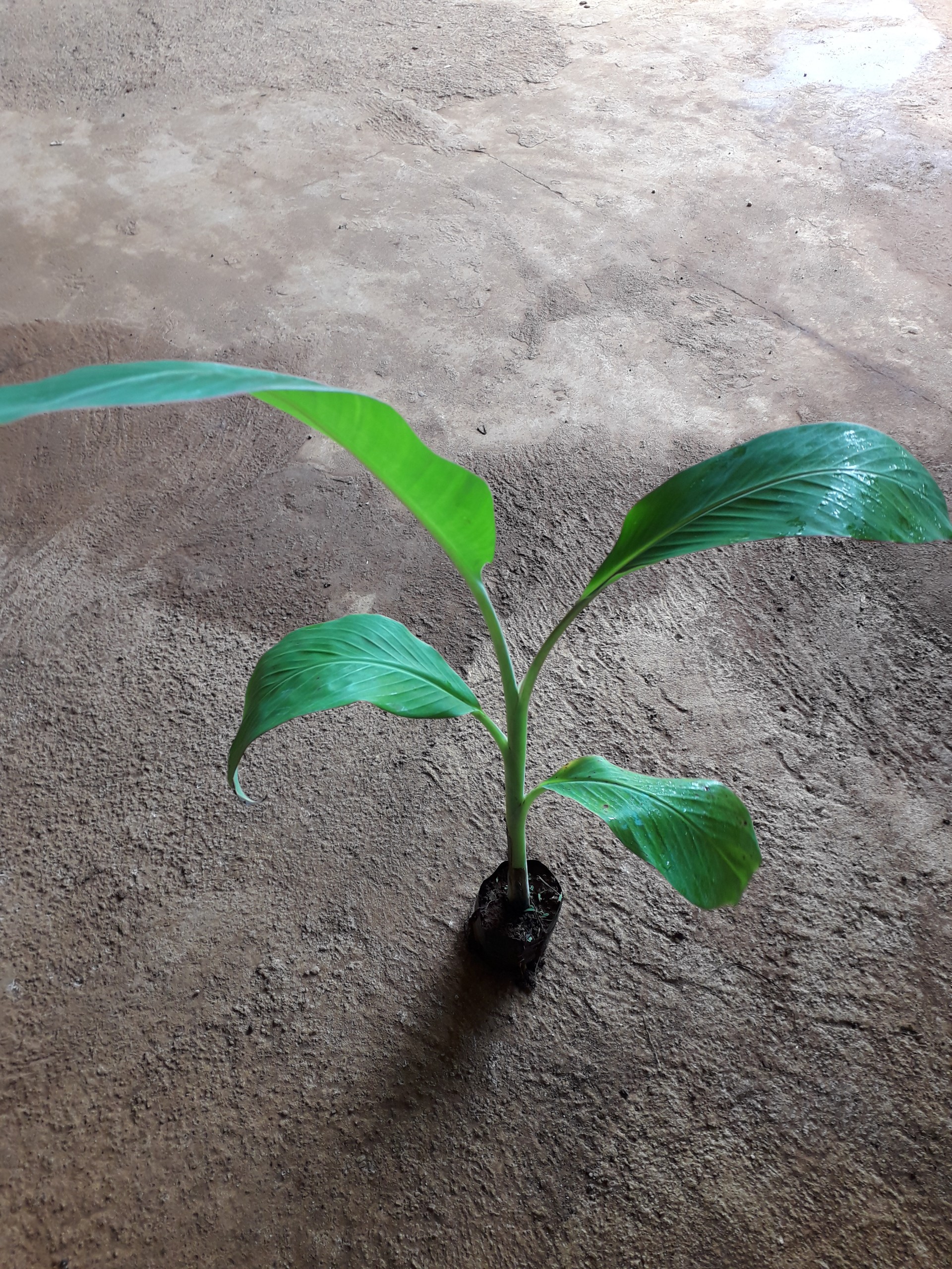 Cây giống chuối Mốc [ Chuối sứ, chuối Xiêm ]