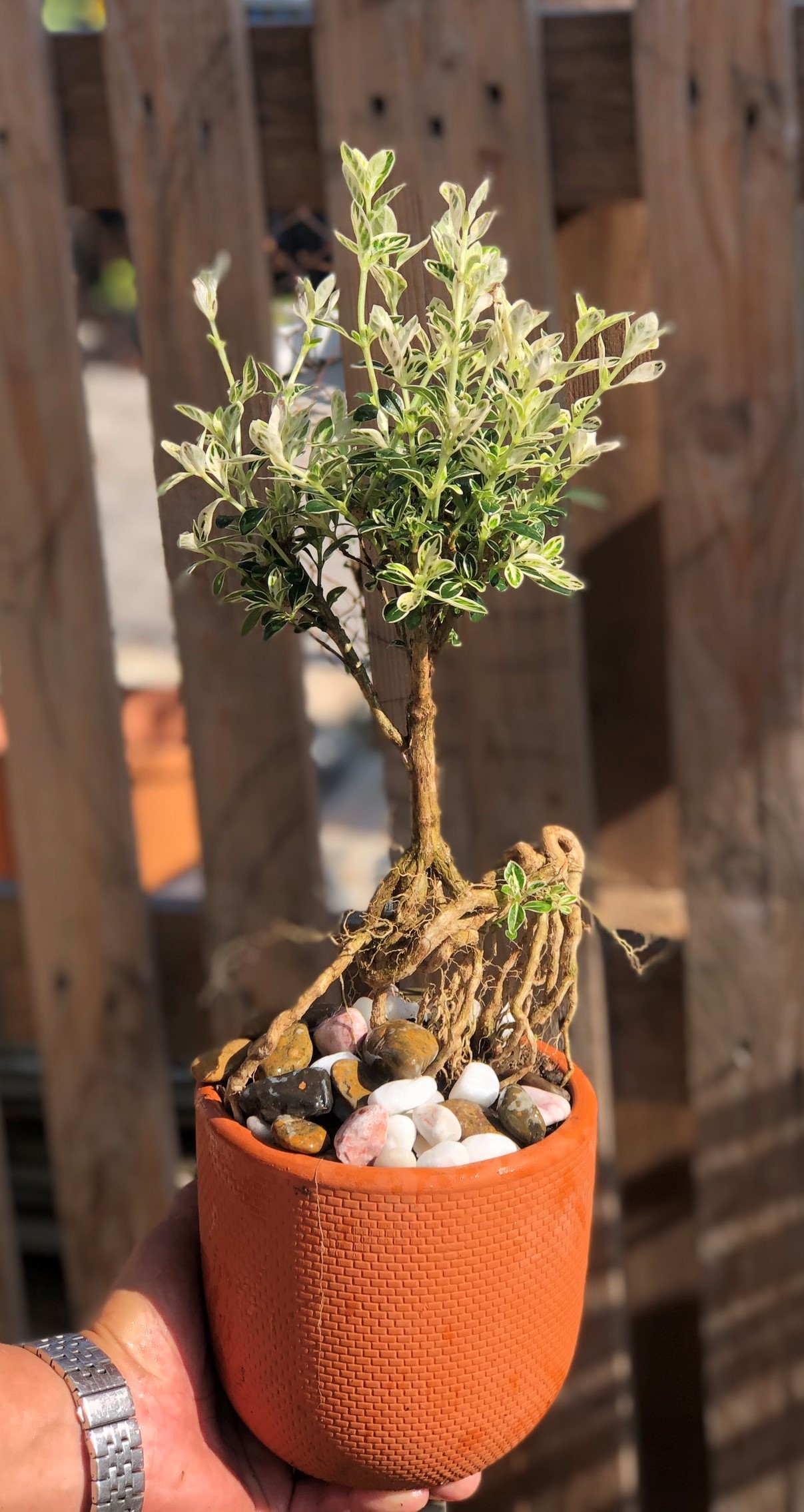 Cây Bạch Ngọc Mai dáng Bonsai
