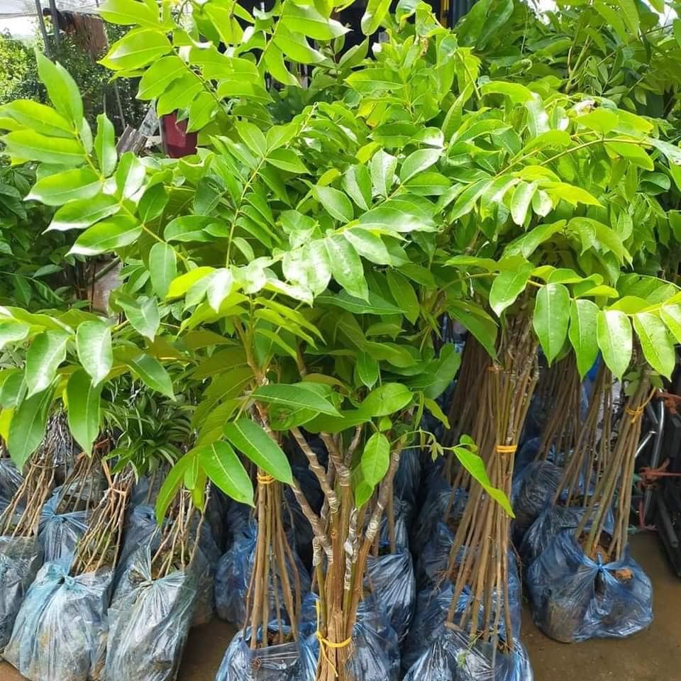 Cây trám đen nếp ghép cây cao 1m