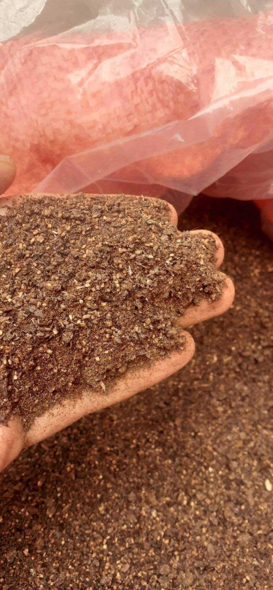 100 gram hạt gáo trắng giống