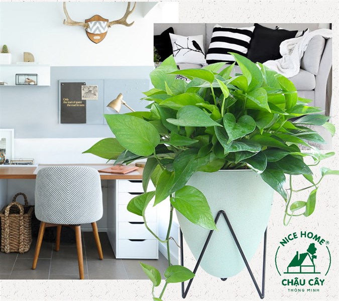 Chậu cây tự dưỡng thông minh- D03 color (kèm kệ sắt)