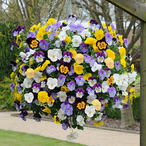 Hạt giống Hoa Pansy (Hoa Viola) mix màu - Gói 15 hạt