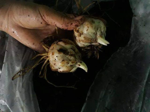 Combo 5 củ hoa ly lùn đỏ siêu đẹp