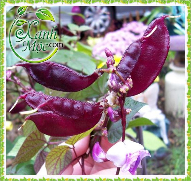 Hạt giống Đậu ván đỏ