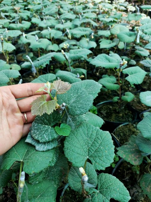 Cây giống nho mẫu đơn thơm ngon ngọt lịm