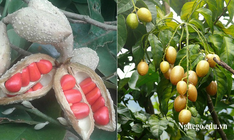 CÂY GIỐNG CÂY DỔI XANH NẾP THU HẠT