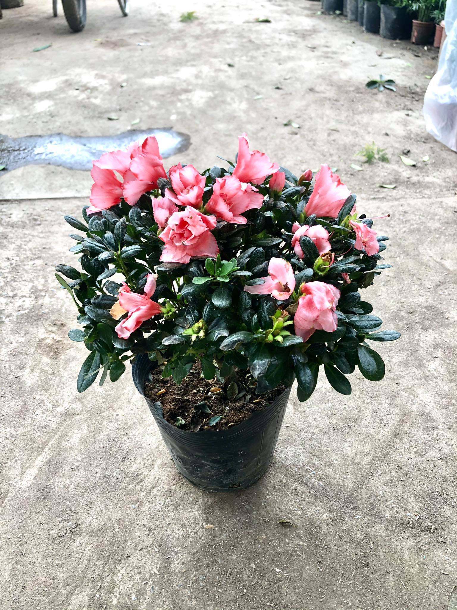 Cây hoa đỗ quyên ( qua tết nên hết hoa)