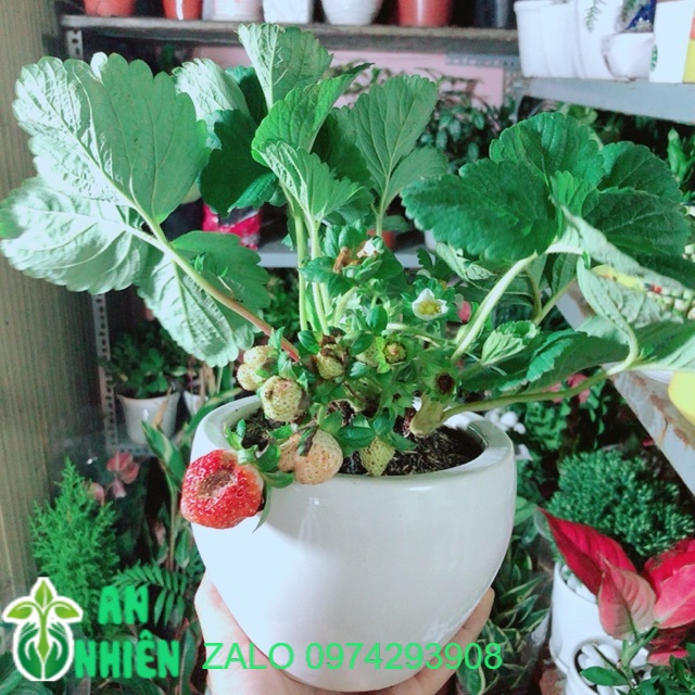 Chậu cây dâu tây