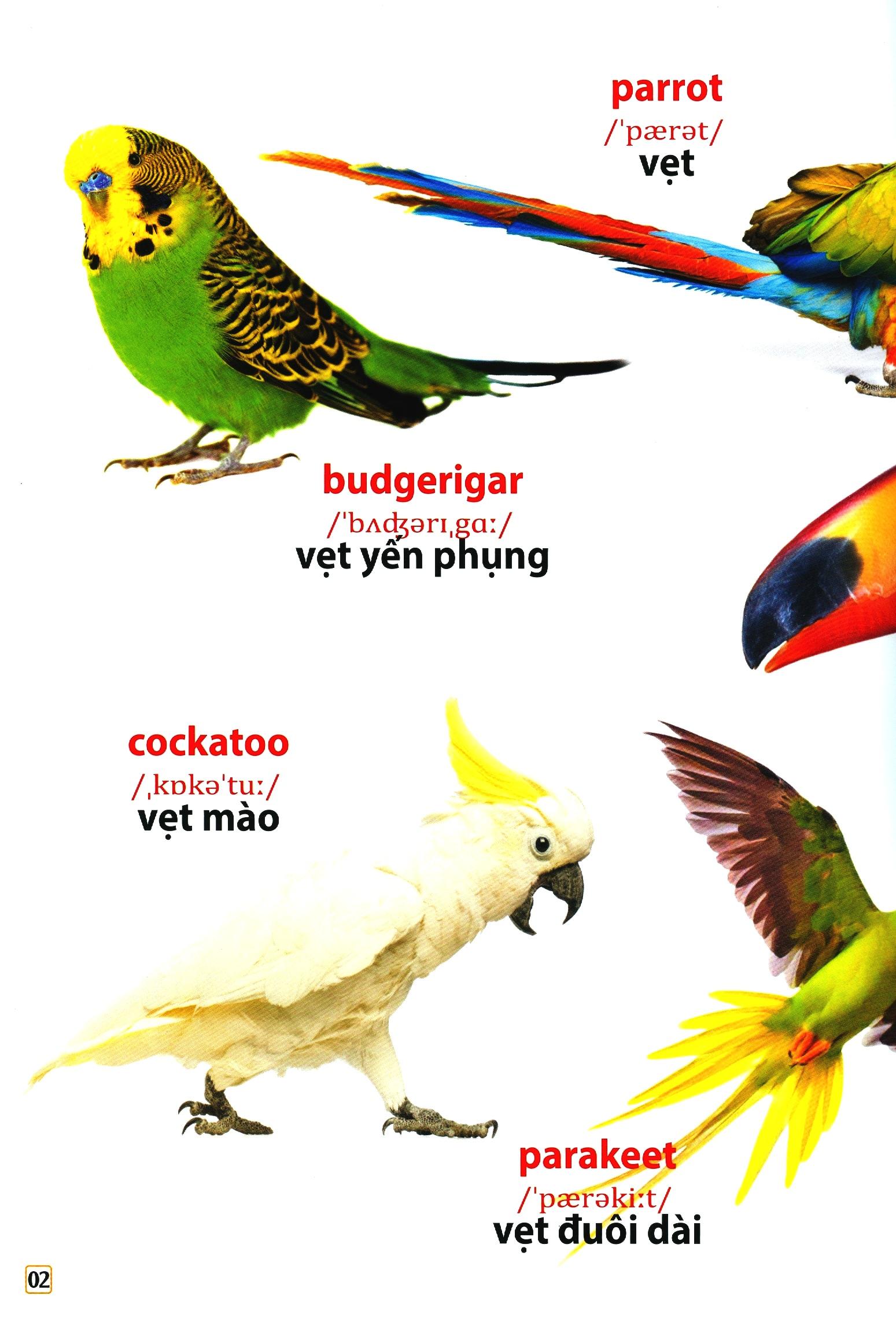Từ Điển Bằng Hình - Các Loài Chim
