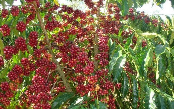 nhân cà phê sống Robusta 5kg