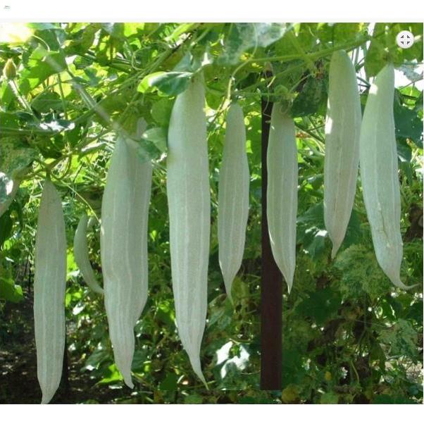 Hạt khổ qua tây trắng - gói 5 gram
