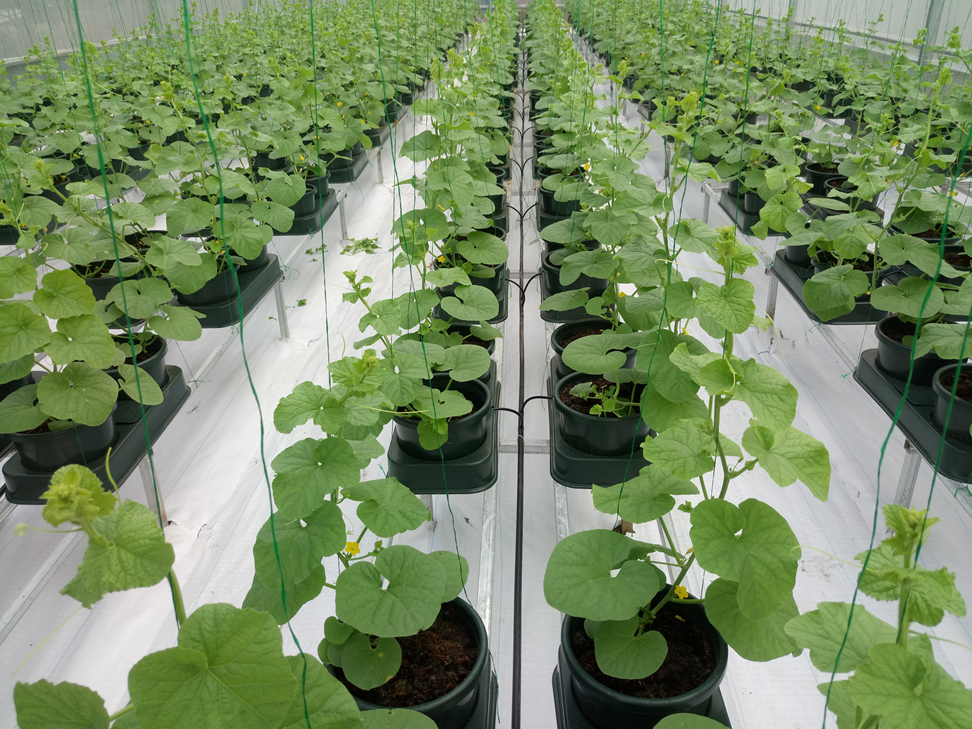 Aug 30-10-10 + te sprout leaf with sauce 100gr