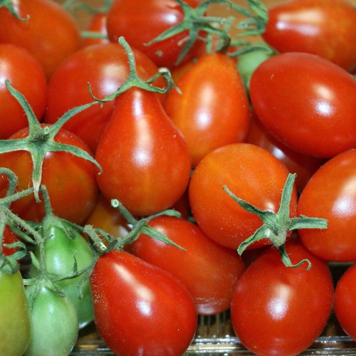 hạt giống Cà chua bi đỏ hình quả lê