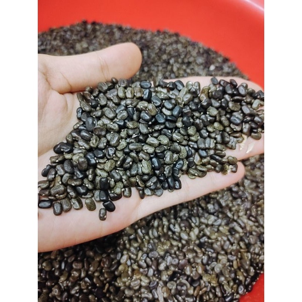 Hạt giống hoa đậu biếc