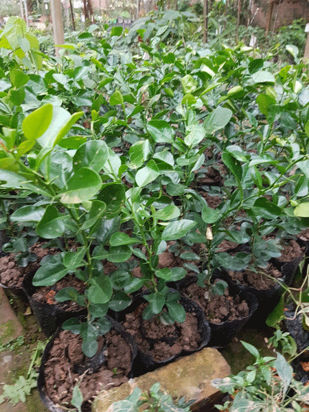 Chanh thái ( chanh chúc ) chuẩn giống – Cây như hình