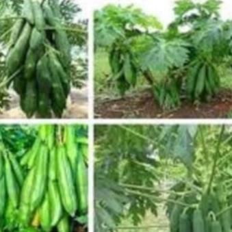Combo 4 cây đu đủ thái lan, giống đu đủ lùn phuket thái lan, giống đu đủ nhập khẩu quả to, ruột đỏ chất lượng