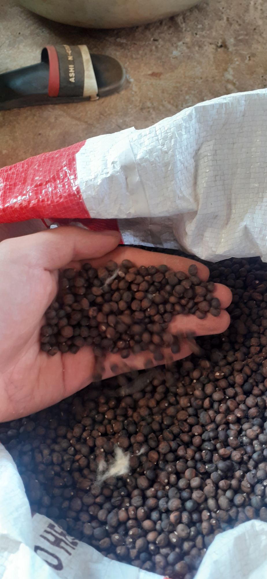 Hạt giống cây bông gòn