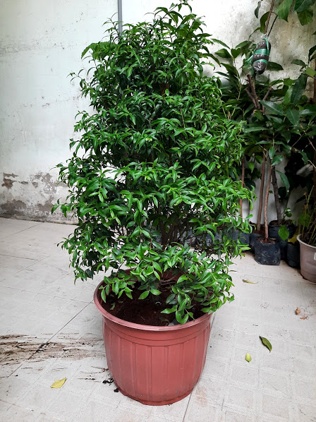 Cây mai chiếu thủy lá nhỏ