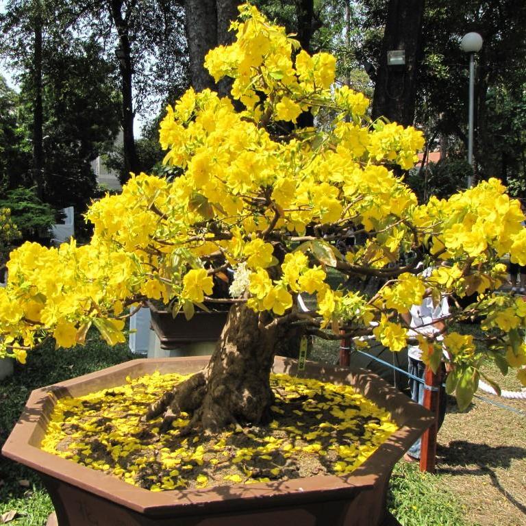 [Mua 2kg tặng mã 15k phí vận chuyển] Phân hữu cơ nở dùng cho cây mai vàng, hoa kiểng, rau sạch 1KG - PHÂN BÓN PHỤC HỒI CÂY SAU TẾT