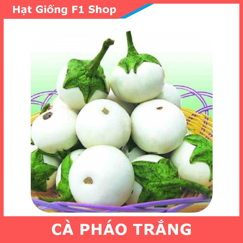 Hạt Giống Cà Pháo Trắng Sai Trái