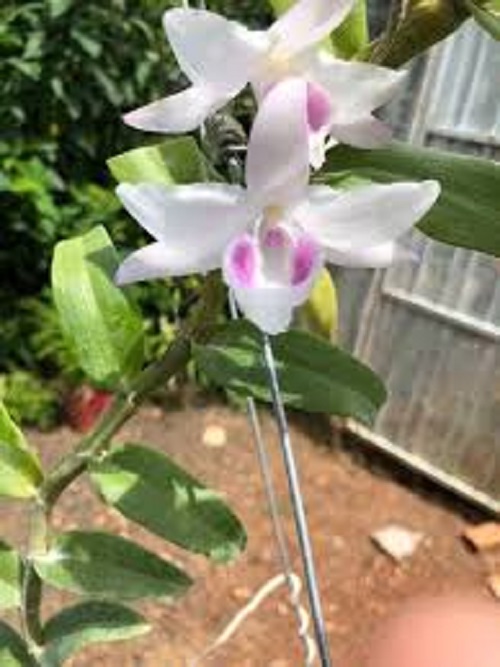 Phi điệp đột biến HỒNG YÊN THỦY