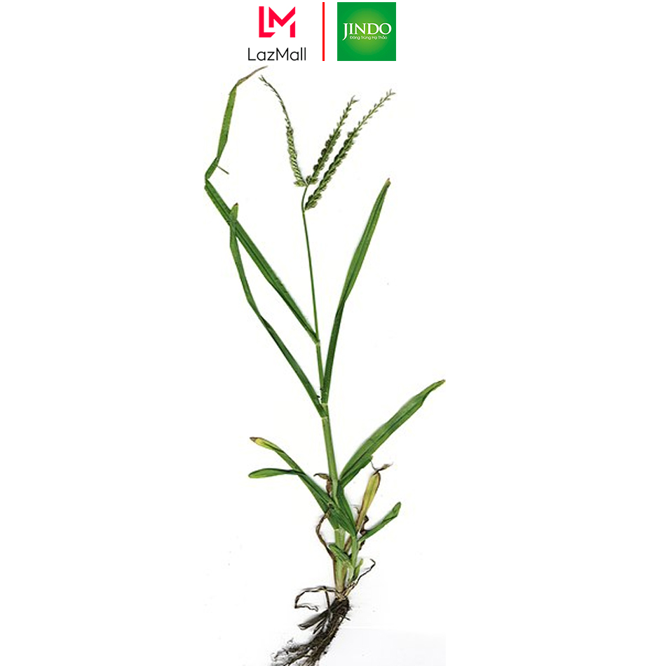 Cỏ mần trầu khô JINDO 1kg giúp đẹp da bổ máu