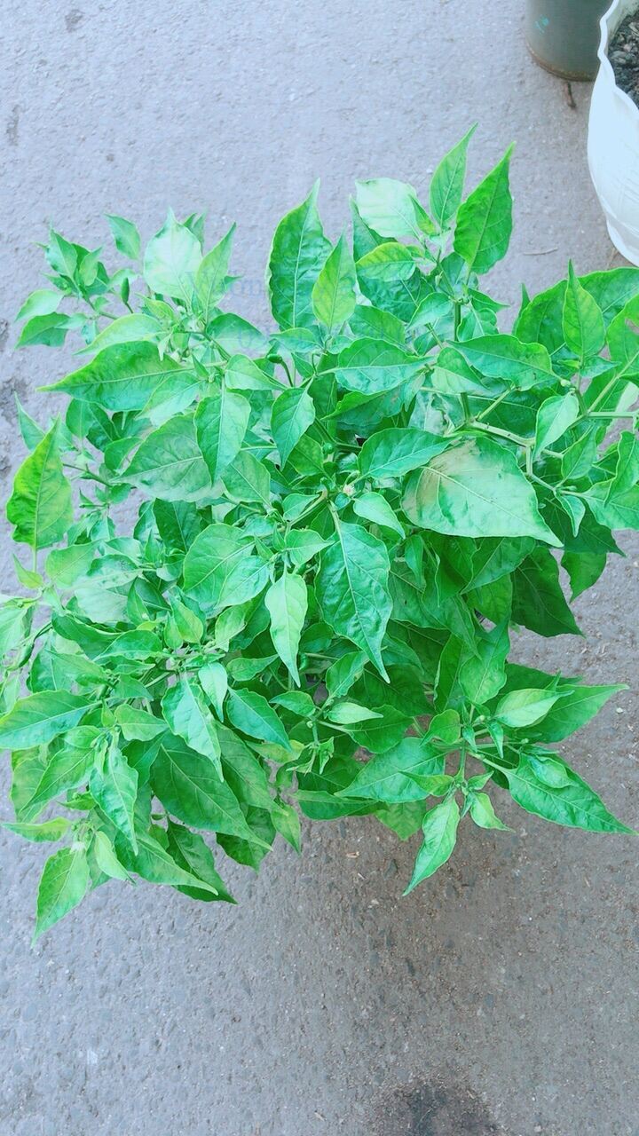 Ớt Chỉ Thiên