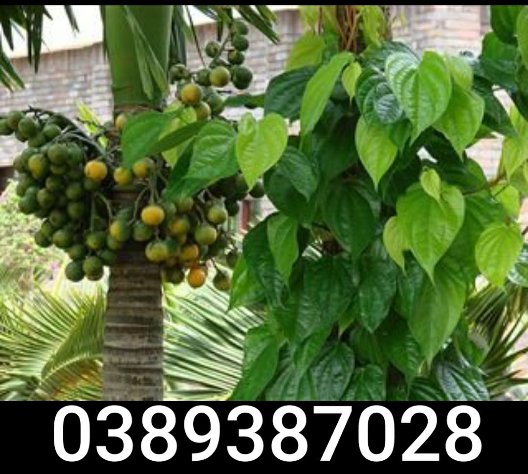 trái cau, lá trầu( 25 quả, 20 lá)