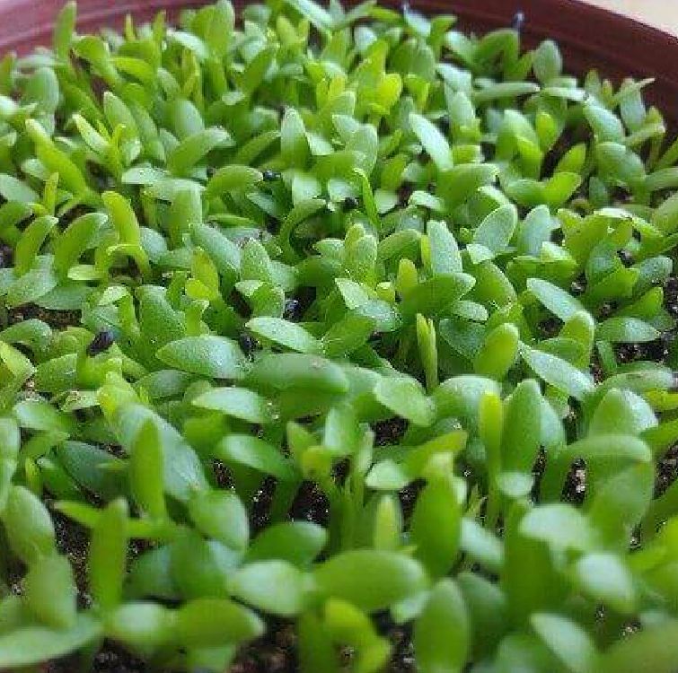 Hạt giống Cỏ may mắn - gói 1gr ( 100 hạt )