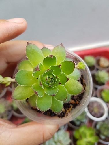 Sen Đá Phật Bà Nhỏ