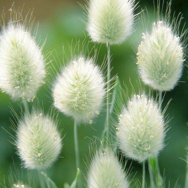 hạt giống cỏ đuôi thỏ 100 hạt (golden seed)