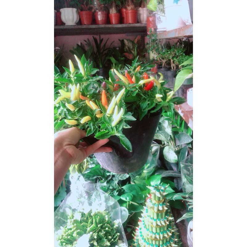 [HCM]Ớt Ngũ Sắc