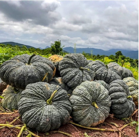 HẠT BÍ ĐỎ DA CÓC F1 - GÓI 2 GRAM
