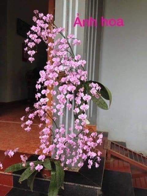 Lan hồ điệp mini sai hoa rất đẹp