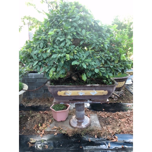 Phân bón Siêu vi lượng ComBi Caca