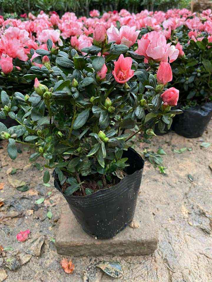 Hoa đỗ quyên nhật tặng 2 cây chè xanh