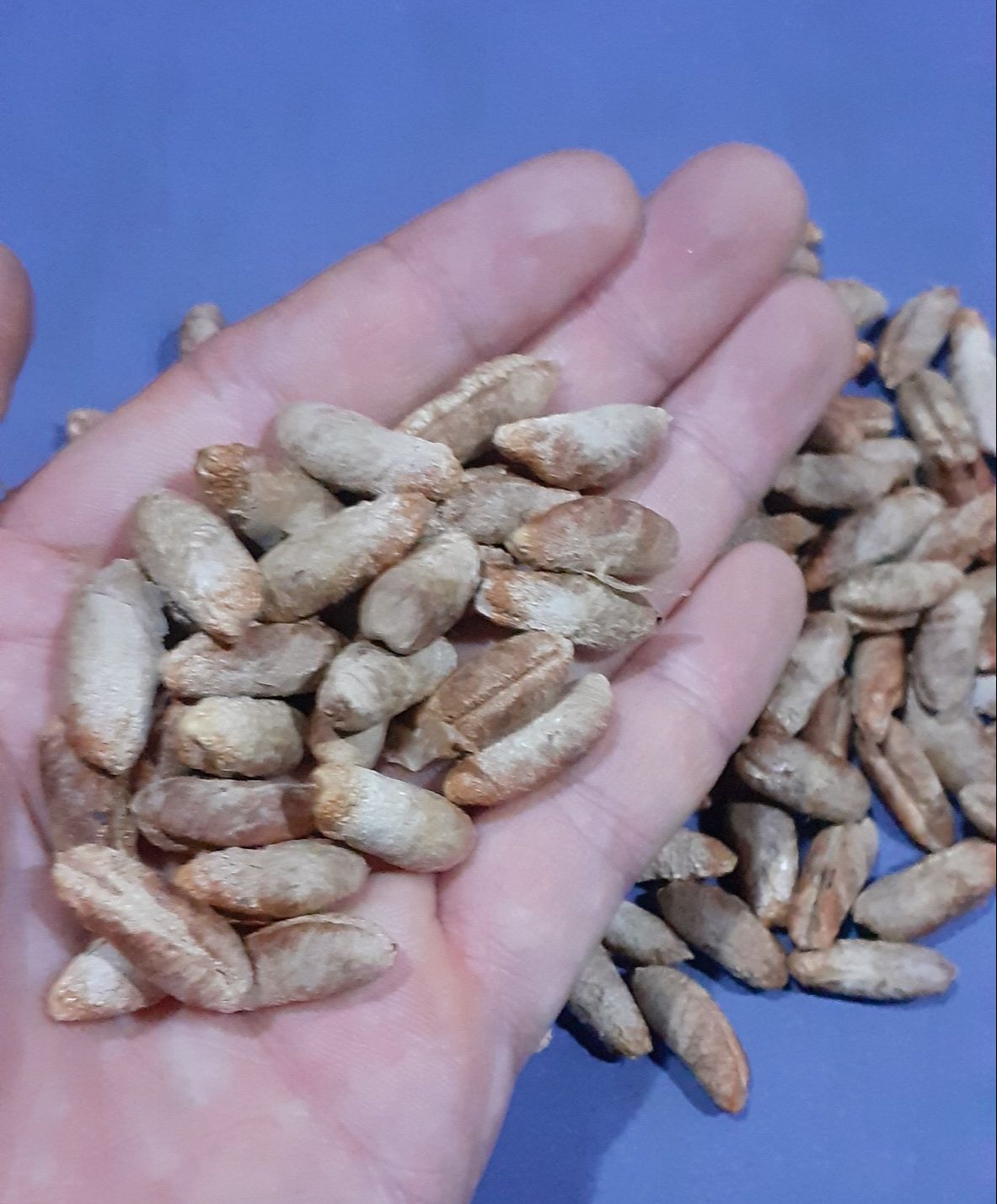 50 gram hạt giống chà là ăn quả