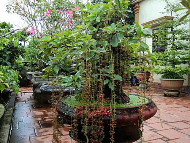Cây hoa Lộc Vừng đỏ