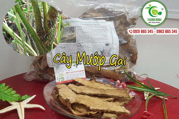 Cây Mướp Gai (Cây Móp Gai) Khô 1KG - Dược Liệu Thanh Bình