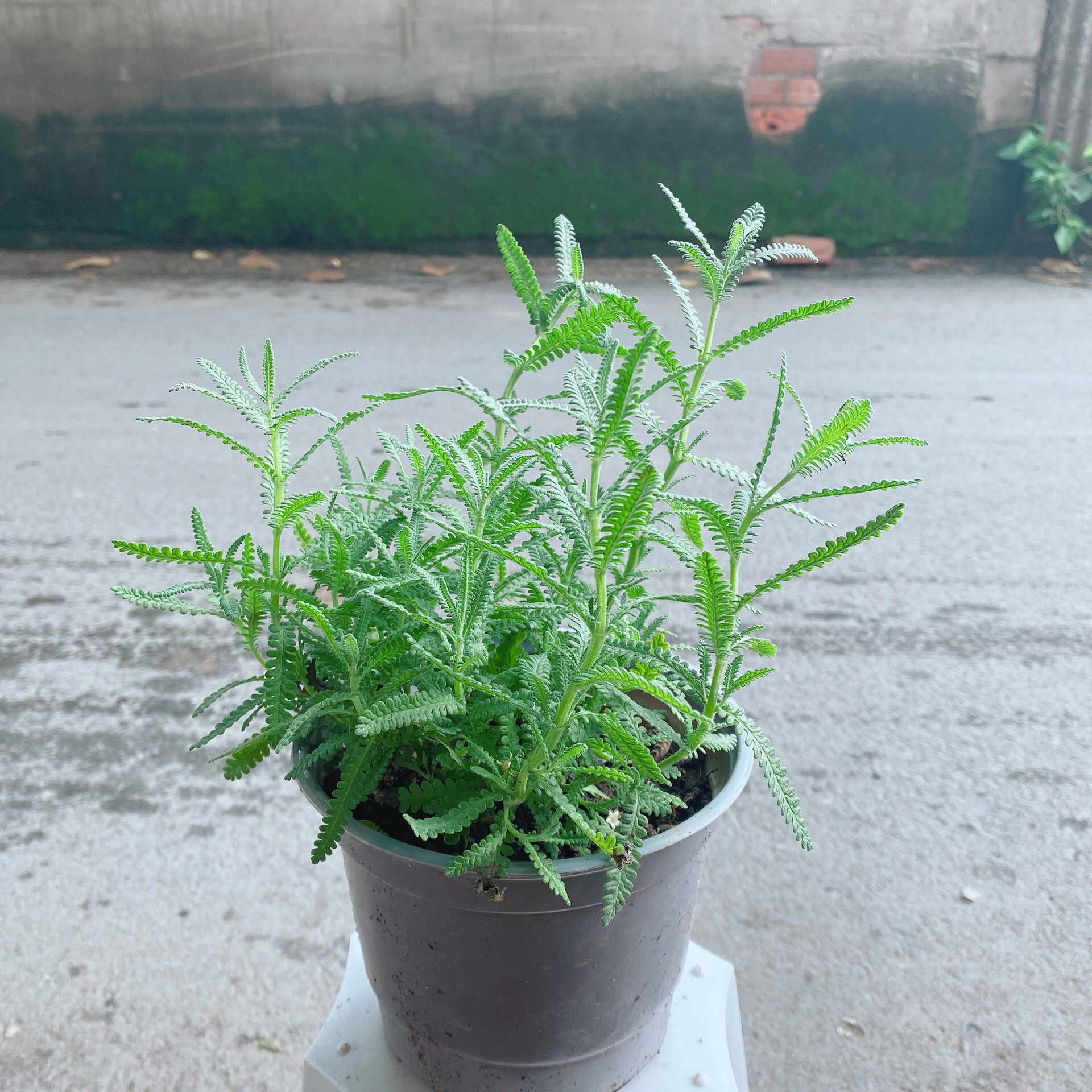 Cây Lavender