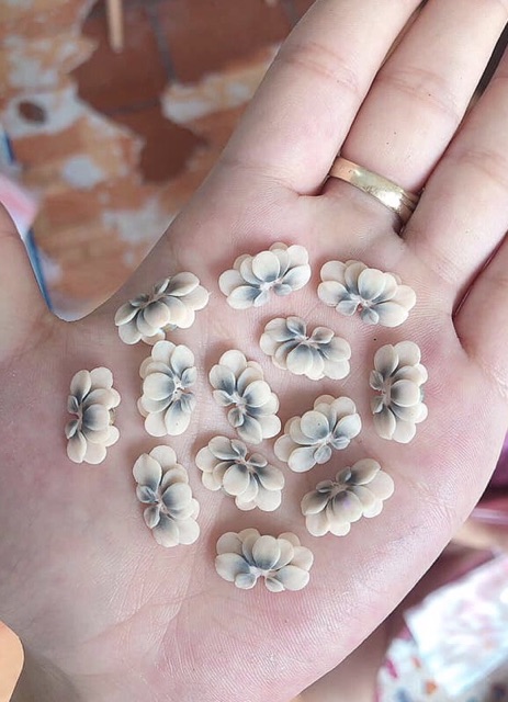 Cúc ombre ( 1b) Phụ kiện Nail