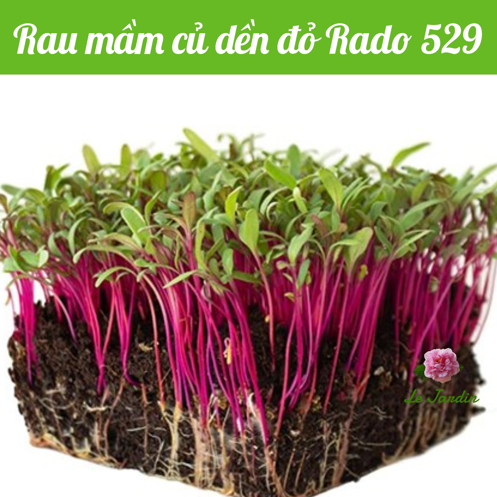 Hạt giống rau mầm củ dền đỏ (RD529) gói 10gr