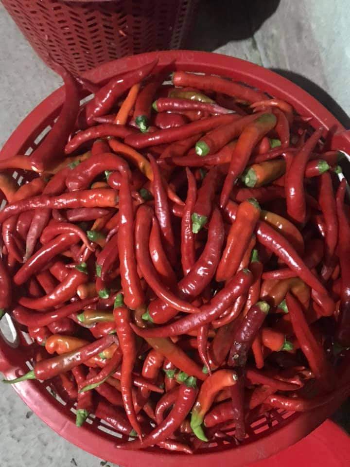 500gram Ớt Bột Nguyên Chất 100%, Ớt Bột Khô (Quảng Trị) (Nhà Làm)