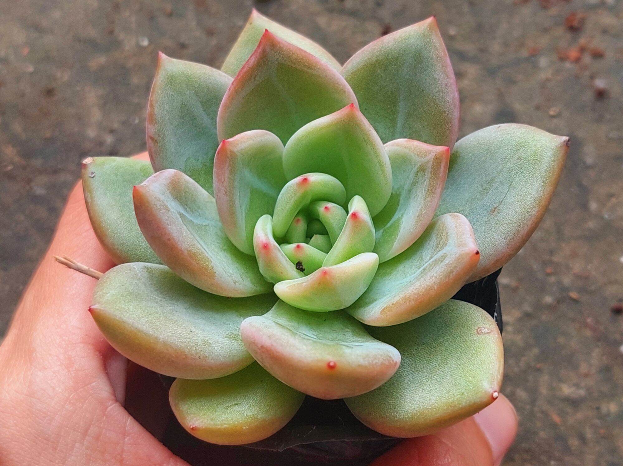Sen đá PHA LÊ ĐỎ size bầu