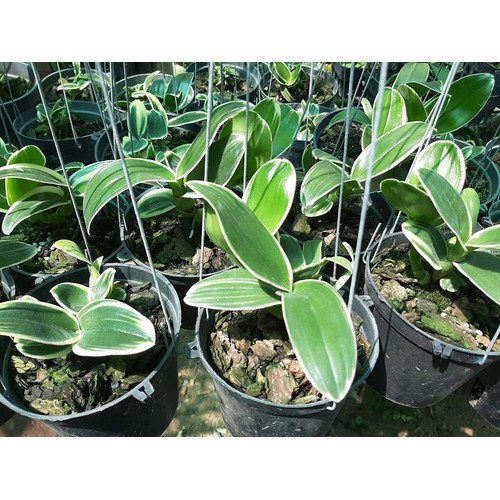 Lan Dendro đột biến lá chớp
