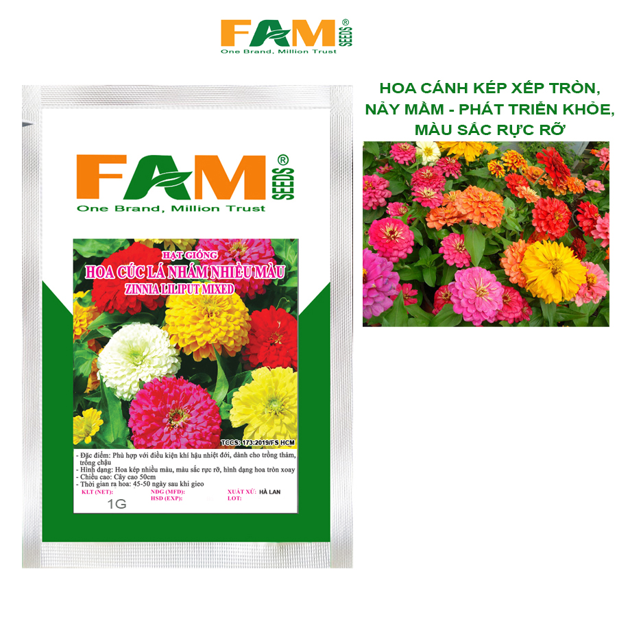 Hạt Giống Hoa Cúc Lá Nhám (Cúc Ngũ Sắc) Nhiều Màu - Gói 1gr (100-120 hạt), Giống Nảy Mầm Và Phát Triển Khỏe, Chịu Nhiệt, Dễ Trồng, Mau Cho Hoa, Hoa Cánh Kép Nhiều Màu Rực Rỡ