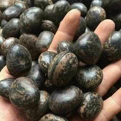 10 HẠT ĐẬU LÀO